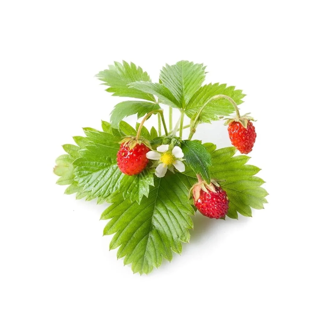 Click &Amp; Grow Wild Strawberry Plant Pods (Pack Of 3)