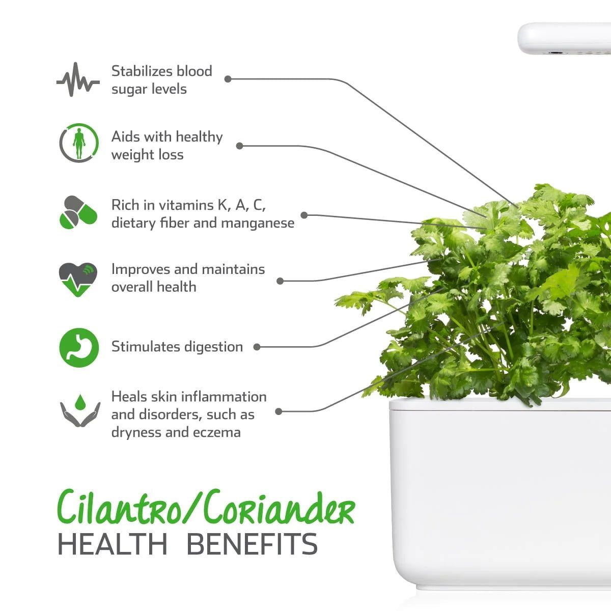 Click &Amp; Grow Cilantro/Coriander Plant Pods 3 Pack