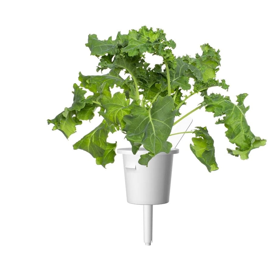 Click &Amp; Growgreen Kale Plant 3-Pack