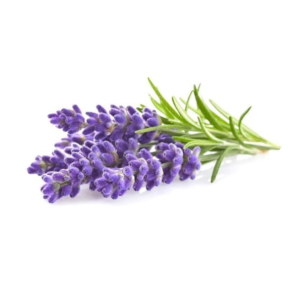 Click & GrowLavender Plant Pods (Pack of 3)