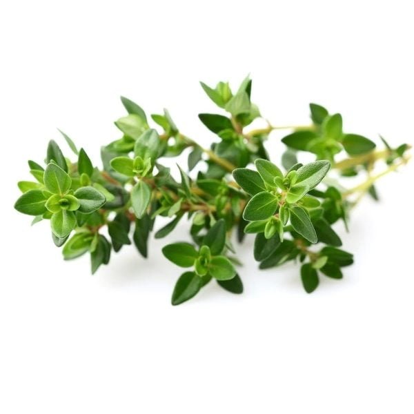 Click & Grow Plant Pods Thyme (Pack of 3)