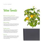 Click & Grow yellow mini tomato Pods (Pack of 3)