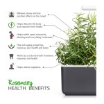 Click & Grow Rosemary Pods (Pack of 3)