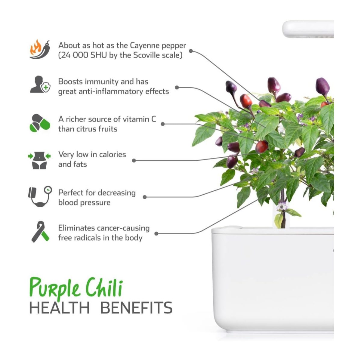 Click &Amp; Grow Purple Chili Pods (Pack Of 3)