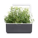 Click & Grow Rosemary Pods (Pack of 3)