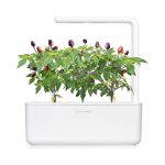 Click & Grow purple chili Pods (Pack of 3)