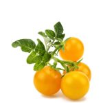 Click & Grow yellow mini tomato Pods (Pack of 3)