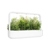 Click & Grow Rosemary Pods (Pack of 3)