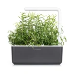 Click & Grow Rosemary Pods (Pack of 3)