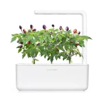 Click & Grow purple chili Pods (Pack of 3)
