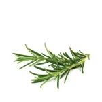 Click & Grow Rosemary Pods (Pack of 3)