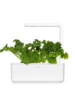 Click & Grow Wasabi Mustard Pods (Pack of 3) - Image 4