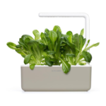 ⁦كليك آند غرو (Click & Grow) خس روماني (Romaine Lettuce) - عبوة من 3 حبات⁩ - الصورة ⁦3⁩