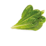 ⁦كليك آند غرو (Click & Grow) خس روماني (Romaine Lettuce) - عبوة من 3 حبات⁩ - الصورة ⁦2⁩