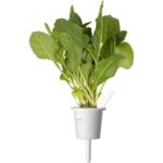 Click & Grow Green Chard (Pack of 3) - Image 3