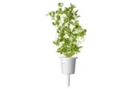 Click & Grow Marjoram Pods (Pack of 3) - Image 3