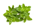 Click & Grow Marjoram Pods (Pack of 3) - Image 2