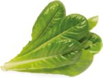 Click & Grow Romaine Lettuce (Pack of 3) - Image 2