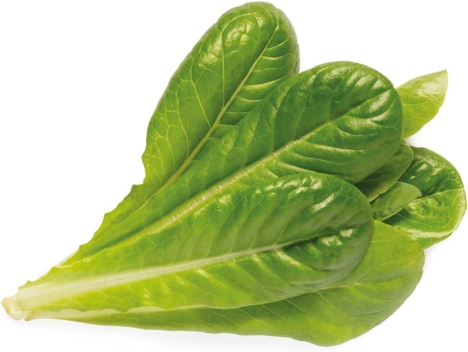 Click &Amp; Grow Romaine Lettuce (Pack Of 3) - Image 2