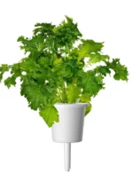 Click & Grow Wasabi Mustard Pods (Pack of 3) - Image 2
